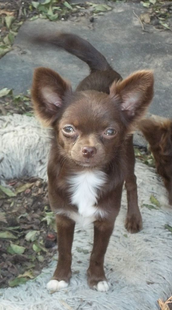 A VOIR CHIHUAHUA A POIL LONG