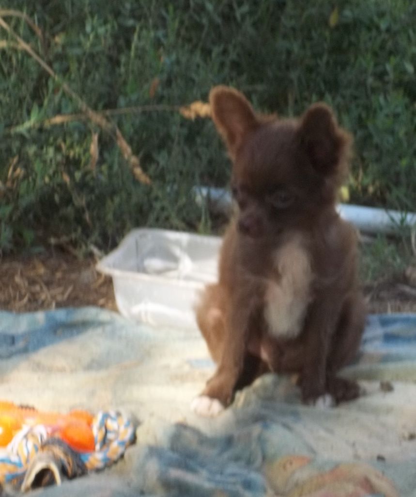 A VOIR CHIHUAHUA A POIL LONG