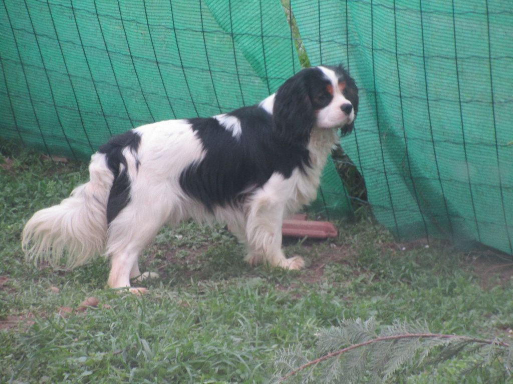 VENDS MALE CAVALIER KING CHARLES TRICOLORE
