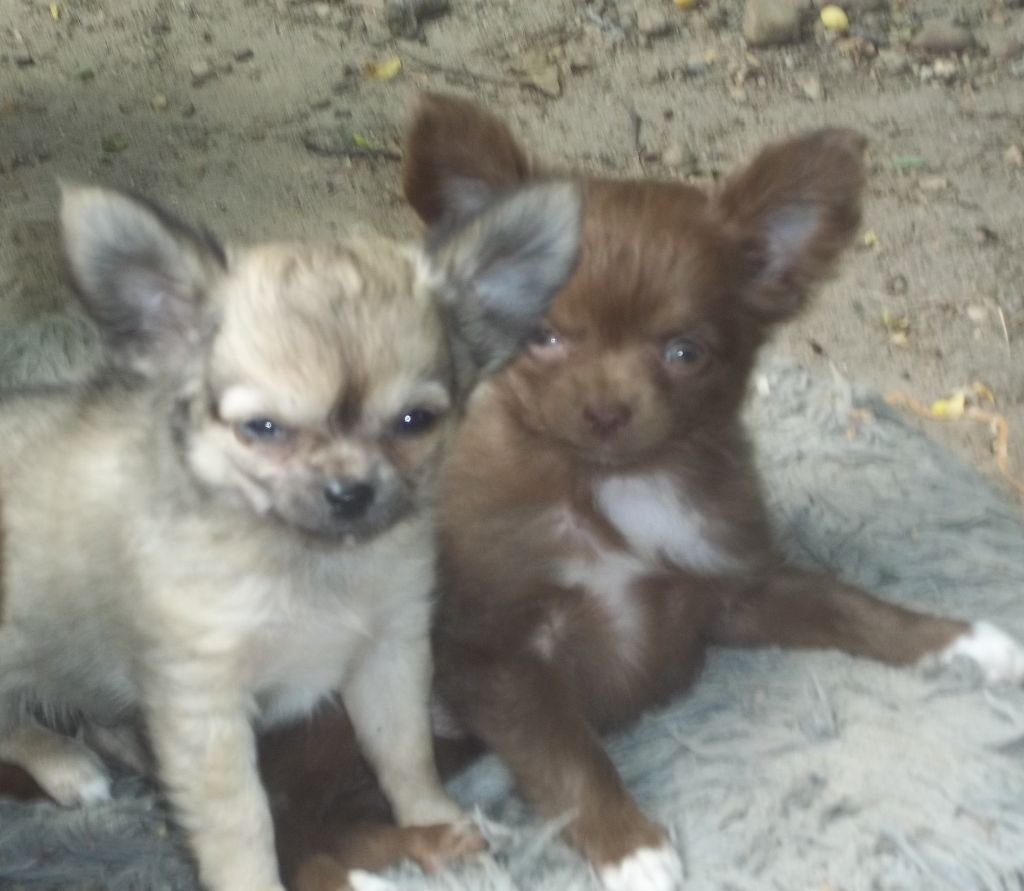 CHIHUAHUAS  A RESERVER 
