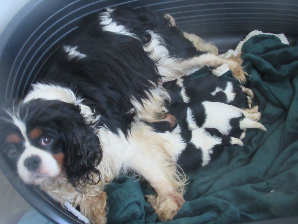 Chiot Cavalier King Charles Spaniel Des Iris Du Parc Royal