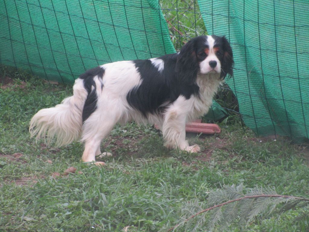 Des Iris Du Parc Royal - Chiots disponibles - Cavalier King Charles Spaniel