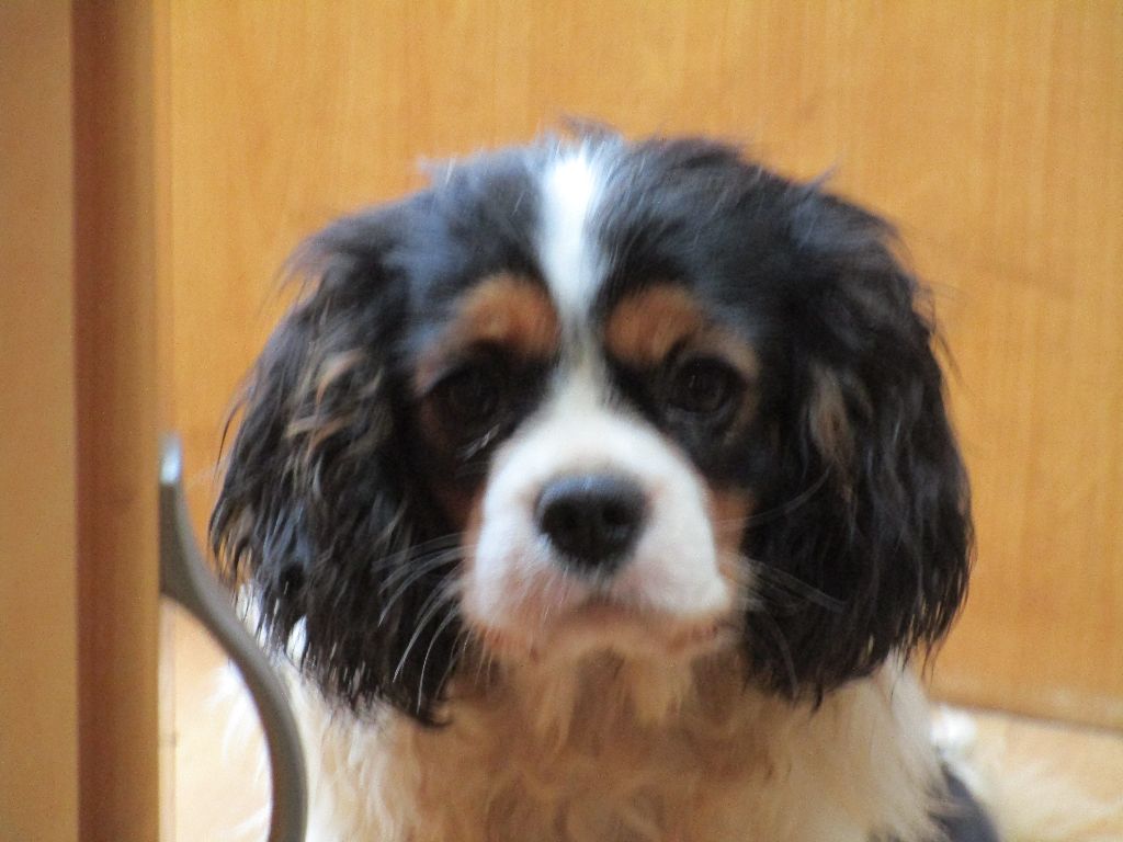 Des Iris Du Parc Royal - Chiots disponibles - Cavalier King Charles Spaniel